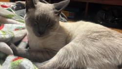 Lost Male Cat last seen Near sunset blvd, Modesto, CA 95351