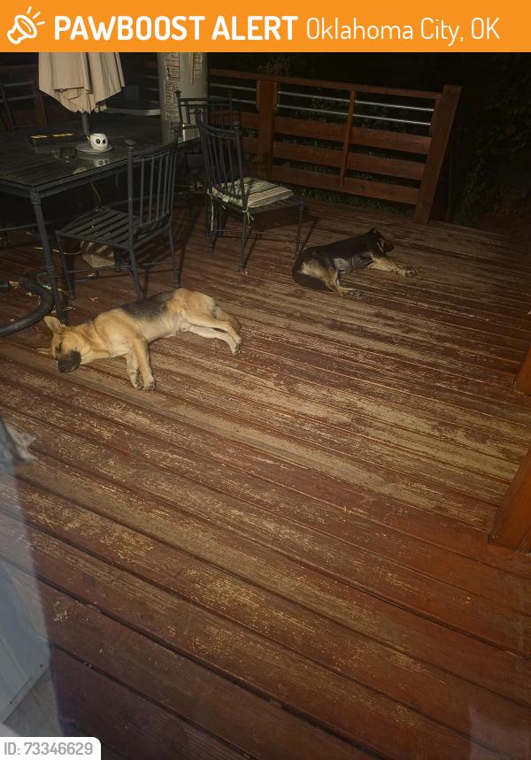 Found/Stray Male Dog last seen Nw 50th and tulsa ave, Oklahoma City, OK 73112