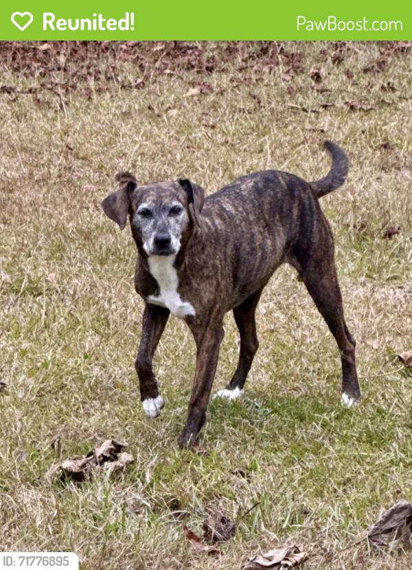 Reunited Female Dog last seen Leslie Ln, Swansboro, NC 28584, USA, Swansboro, NC 28584