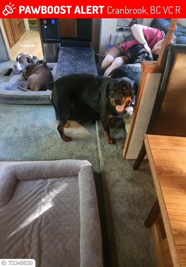 Lost Male Dog last seen Sandman Inn, Cranbrook, BC V1C 3R5
