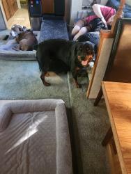 Lost Male Dog last seen Sandman Inn, Cranbrook, BC V1C 3R5