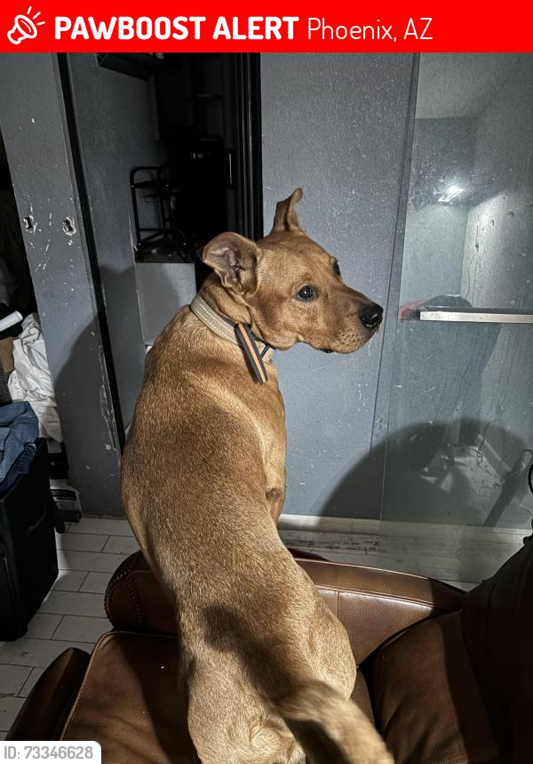 Lost Male Dog last seen Near ave ell Camino dr, Phoenix, AZ 85051