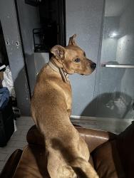 Lost Male Dog last seen Near ave ell Camino dr, Phoenix, AZ 85051