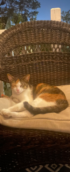 Lost Female Cat last seen Wayne / palmer, Westland, MI 48186