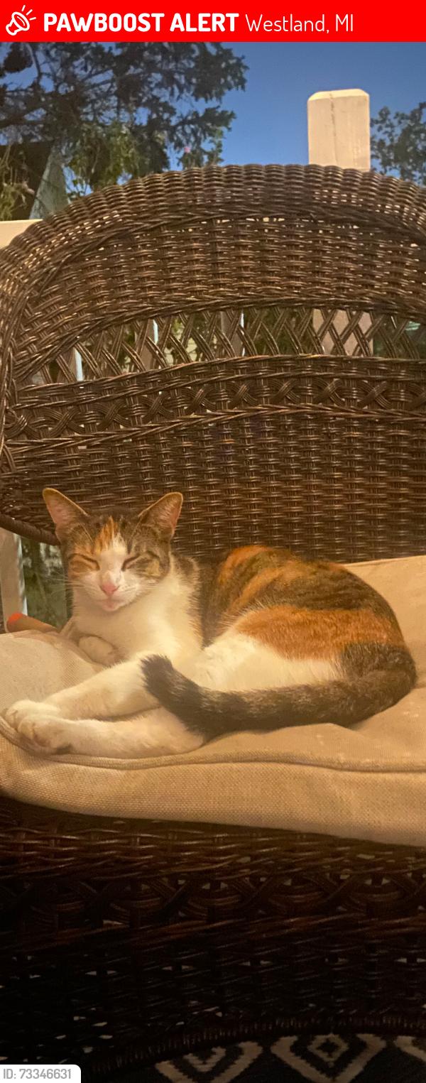 Lost Female Cat last seen Wayne / palmer, Westland, MI 48186