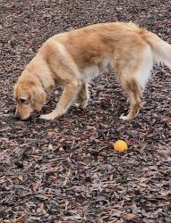 Reunited Female Dog last seen E. Olive Ave, Merced, CA 95340