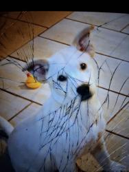 Lost Male Dog last seen Gaudaluoe n i 35, San Marcos, TX 78666