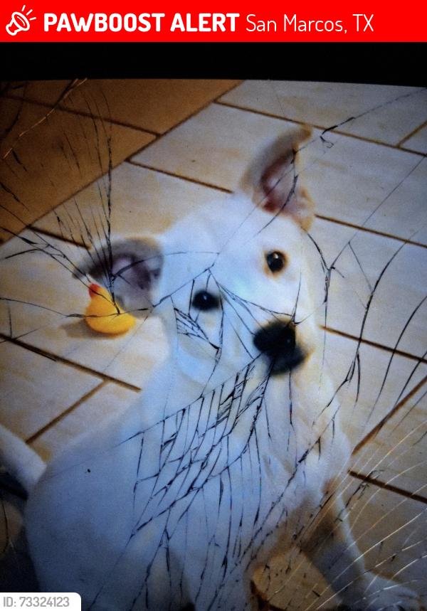 Lost Male Dog last seen Gaudaluoe n i 35, San Marcos, TX 78666