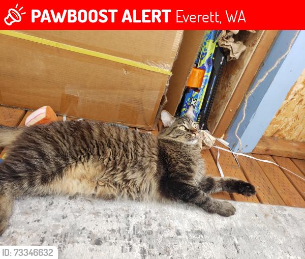 Lost Male Cat last seen Near st se, 12 dr se, Everett, WA 98208