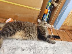 Lost Male Cat last seen Near st se, 12 dr se, Everett, WA 98208
