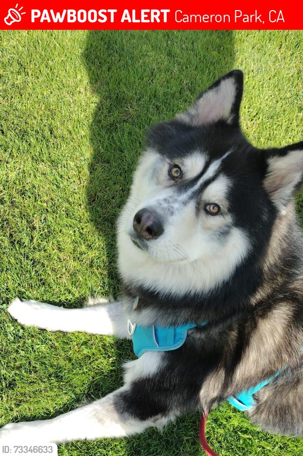 Lost Male Dog last seen Green valley rd and cameron park dr, Cameron Park, CA 95682
