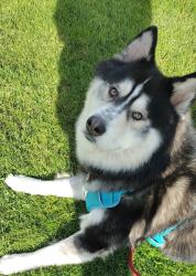 Lost Male Dog last seen Green valley rd and cameron park dr, Cameron Park, CA 95682