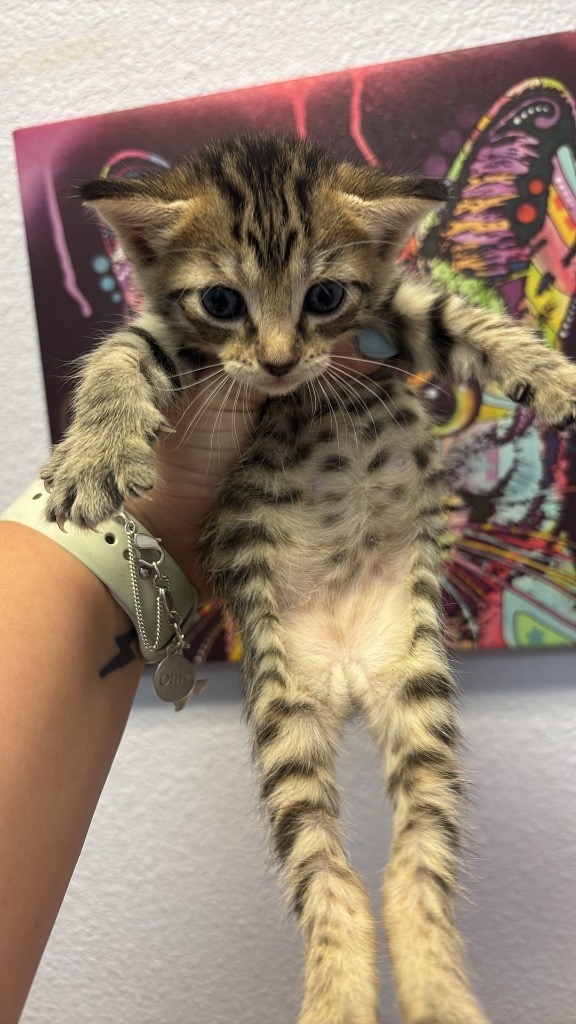 Shelter Stray Female Cat last seen Bexar County, 3353 Morningside Dr, New Braunfels, TX 78132, USA