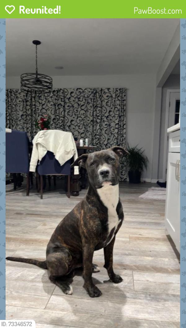 Reunited Male Dog last seen Near w 24th st, Odessa, TX 79763