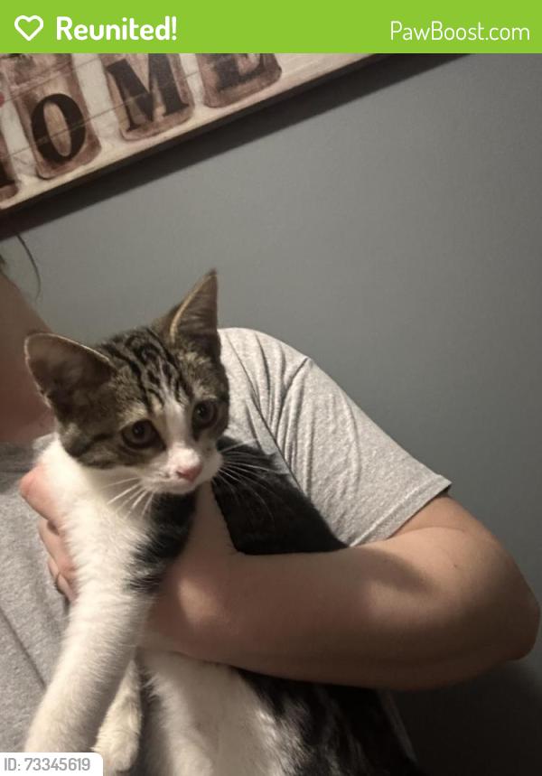 Reunited Female Cat last seen Rock Creek Addition, Fort Wayne, IN 46804