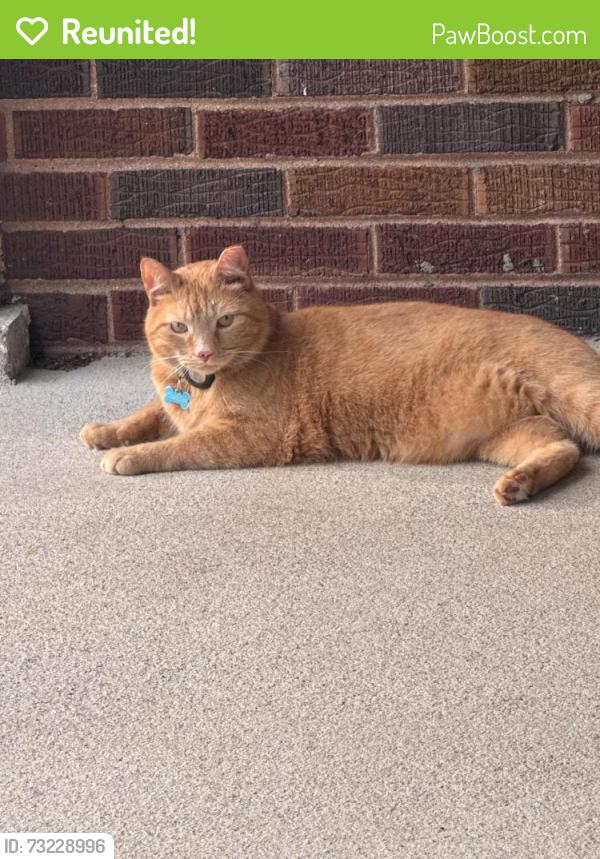 Reunited Male Cat last seen Ellsworth & Ervay, Louisville, KY 40217