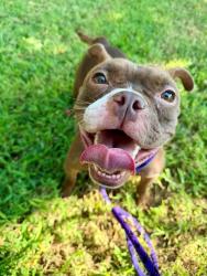 Shelter Stray Female Dog last seen CHARLOTTE, 8315 Byrum Dr, Charlotte, NC 28217, USA