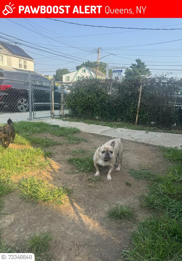 Lost Female Dog last seen 202nd Street between Linden Blvd and 118th Avenue, Queens, NY 11412