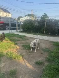 Lost Female Dog last seen 202nd Street between Linden Blvd and 118th Avenue, Queens, NY 11412