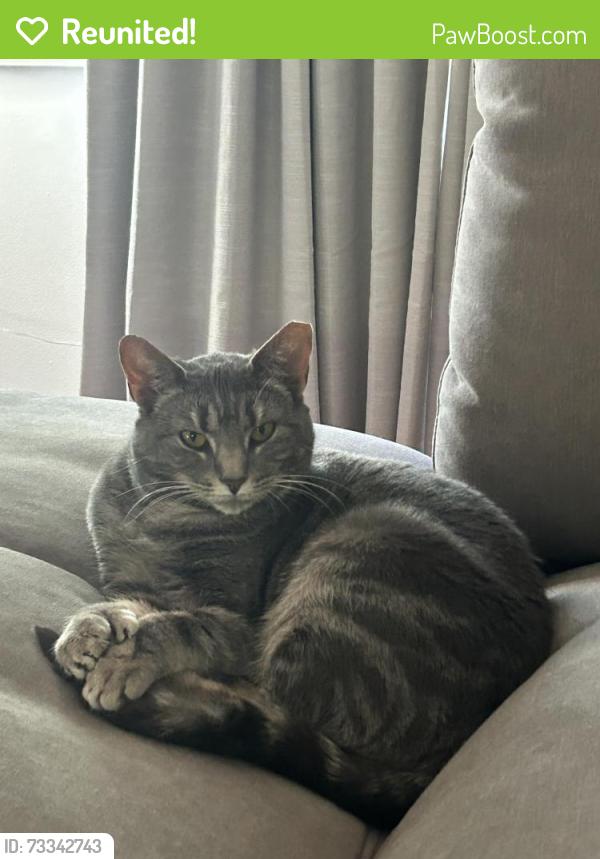Reunited Female Cat last seen Providence Pike and Brayton Rd, Smithfield, RI 02917