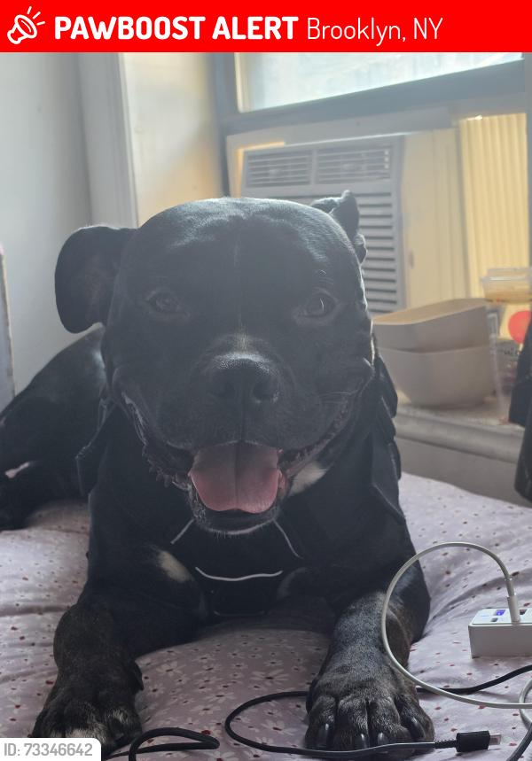Lost Male Dog last seen Ocean parkway and 7th, Brooklyn, NY 11223