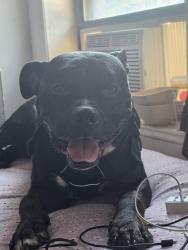 Lost Male Dog last seen Ocean parkway and 7th, Brooklyn, NY 11223