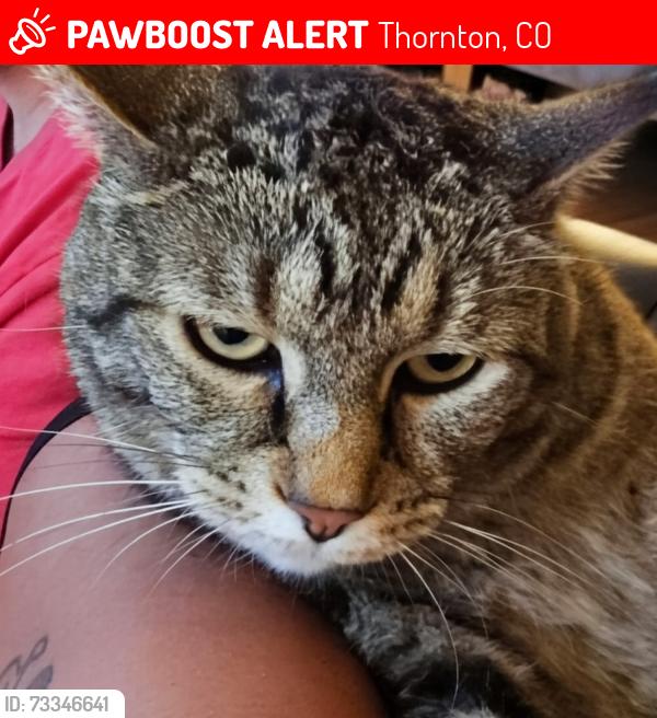 Lost Female Cat last seen 104th and york, Thornton, CO 80229