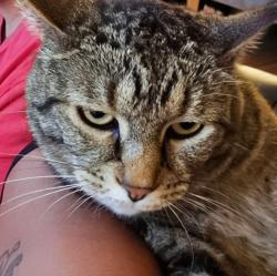 Lost Female Cat last seen 104th and york, Thornton, CO 80229