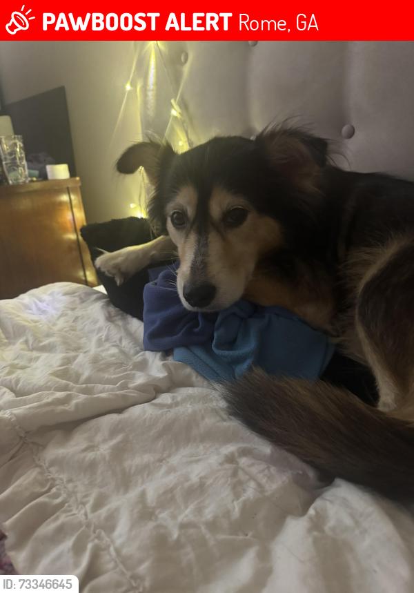 Lost Female Dog last seen Near shorter ave, Rome, GA 30165