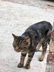 Found/Stray Unknown Cat last seen 84th street and 20th ave, Brooklyn, NY 11214