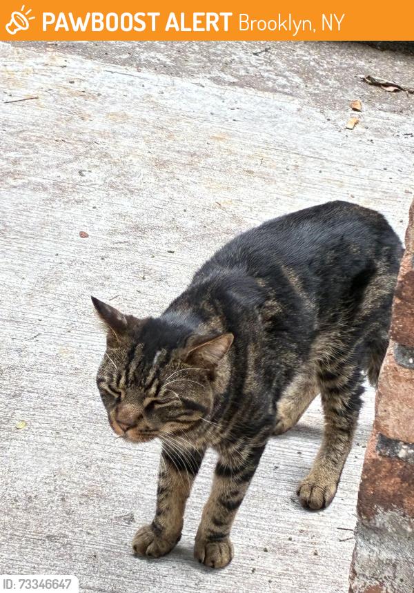 Found/Stray Unknown Cat last seen 84th street and 20th ave, Brooklyn, NY 11214