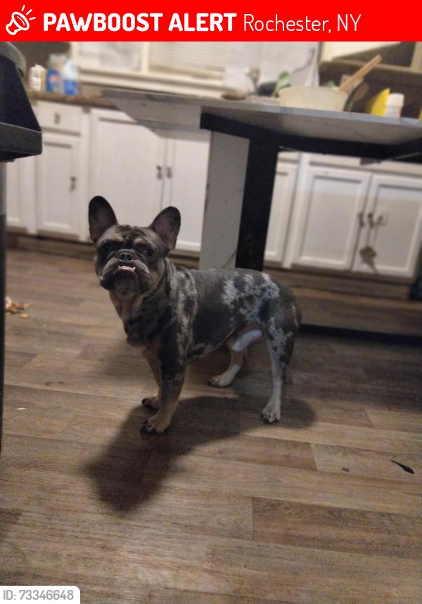 Lost Male Dog last seen Peck st, Rochester, NY 14609