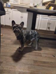 Lost Male Dog last seen Peck st, Rochester, NY 14609