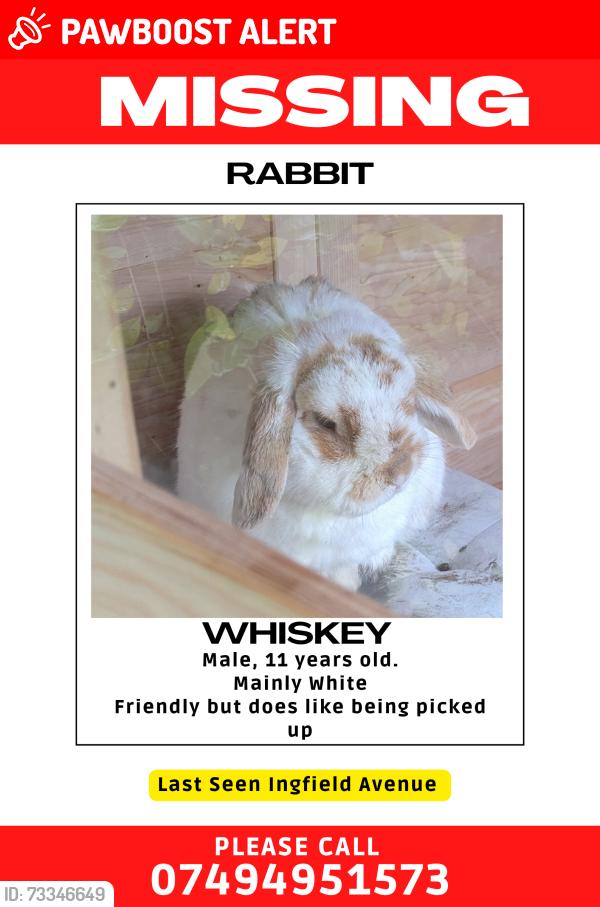 Lost Male Rabbit last seen Ingfield Avenue, West Yorkshire, England 