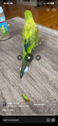Lost Unknown Bird last seen Graham, Graham, NC 27253