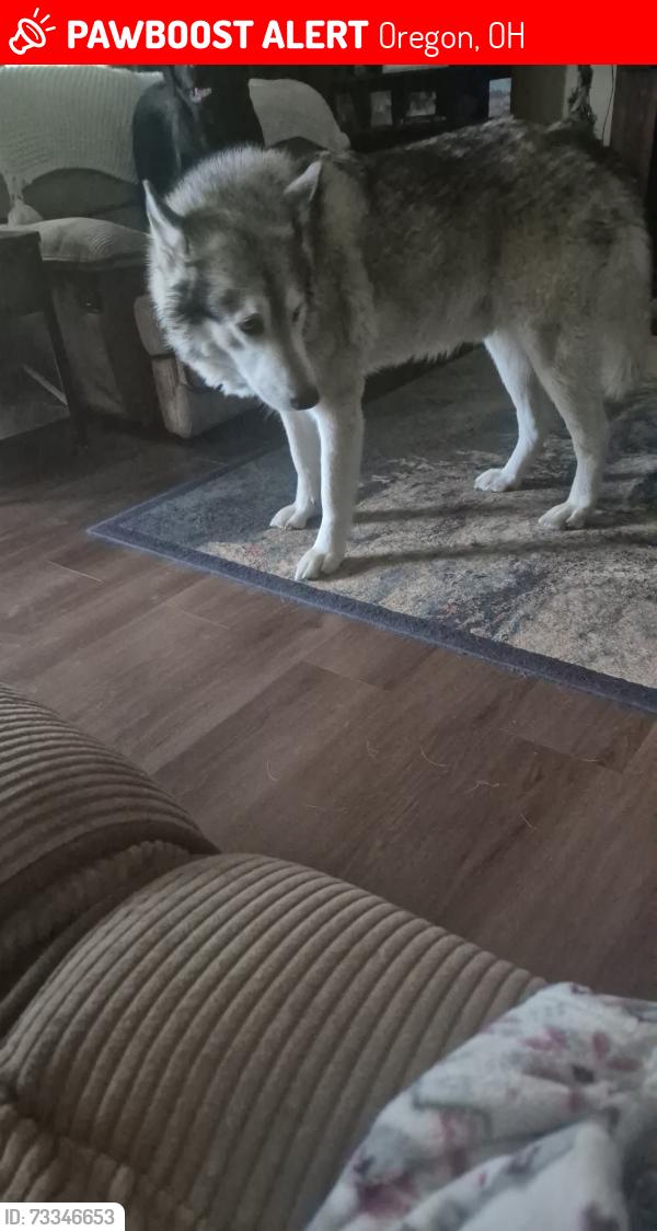 Lost Male Dog last seen Starr ext, Oregon, OH 43616