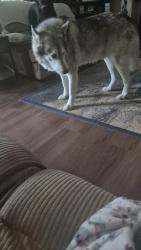 Lost Male Dog last seen Starr ext, Oregon, OH 43616