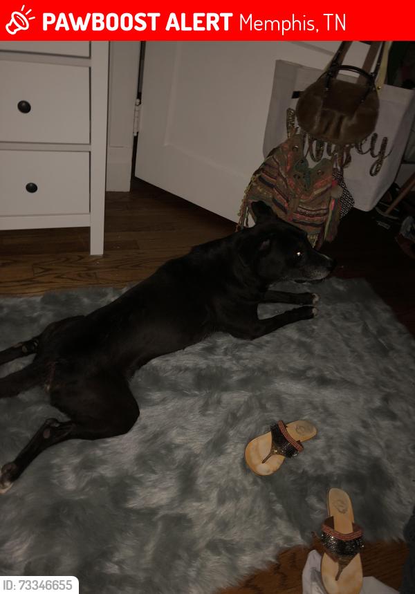 Lost Male Dog last seen Central Gardens, Memphis, TN 38104