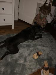 Lost Male Dog last seen Central Gardens, Memphis, TN 38104