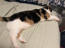 Reunited Female Cat last seen South 4th Ave and Green Street, Royersford, PA 19468