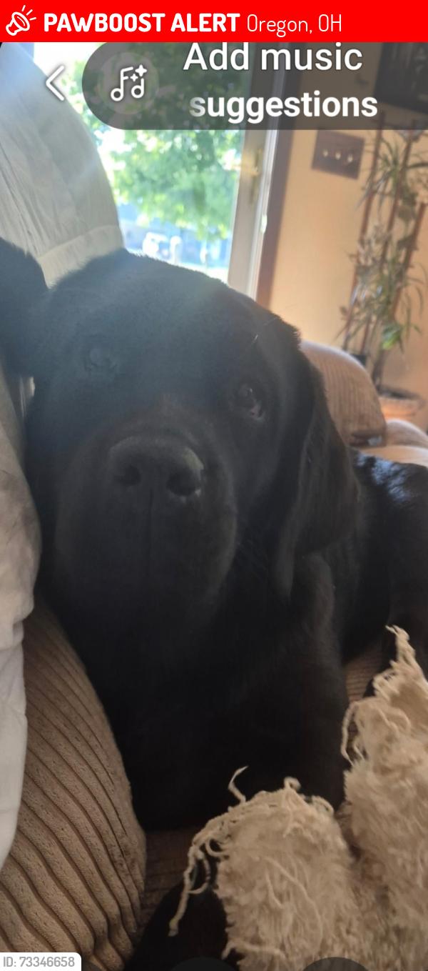 Lost Male Dog last seen Starr ext, Oregon, OH 43616