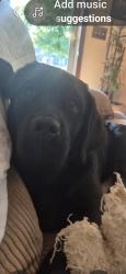 Lost Male Dog last seen Starr ext, Oregon, OH 43616
