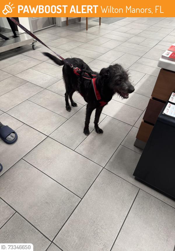 Found/Stray Female Dog last seen NE 9th Ave & NE 28th Street, Wilton Manors, Wilton Manors, FL 33305