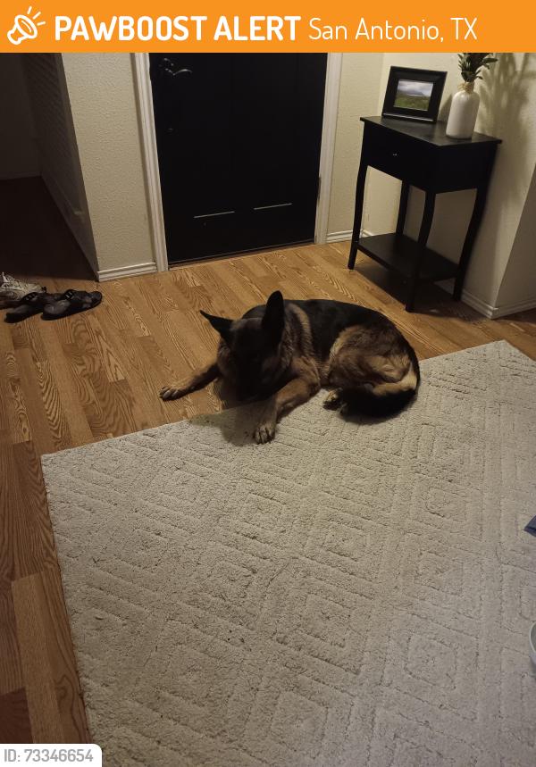 Found/Stray Male Dog last seen Silent Oaks, San Antonio, TX 78250