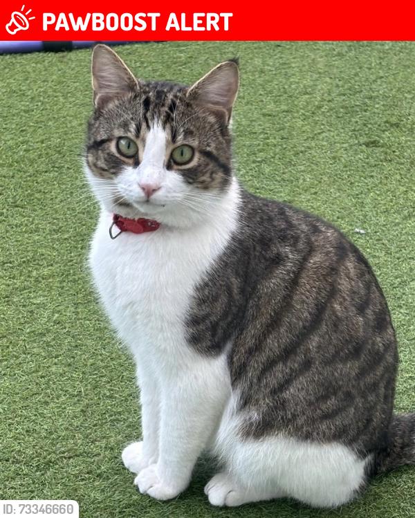 Lost Male Cat last seen Farm Road, Rainham, Greater London, England RM13 9LQ