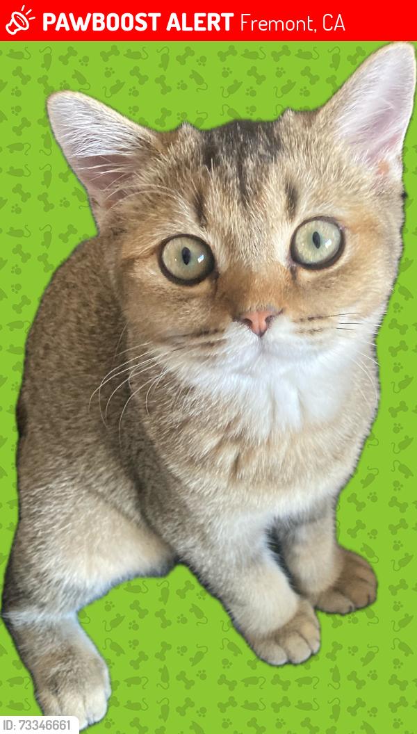 Lost Female Cat last seen San Juan avenue, Fremont, CA 94536