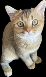 Lost Female Cat last seen San Juan avenue, Fremont, CA 94536