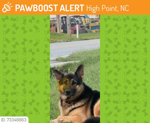 Found/Stray Male Dog last seen Fairfield near Janice, High Point, NC 27263
