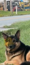 Found/Stray Male Dog last seen Fairfield near Janice, High Point, NC 27263