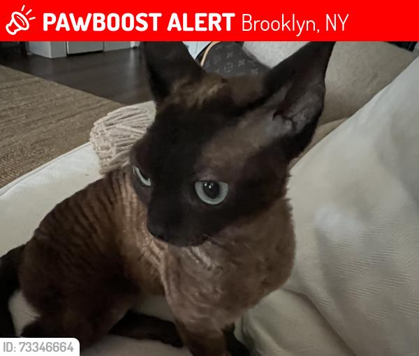 Lost Male Cat last seen Stuyvesant between Halsey and Macon, Brooklyn, NY 11233
